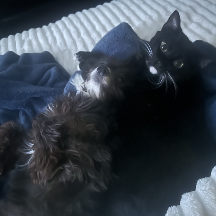 Compassionate Cat Sitter In Winston
