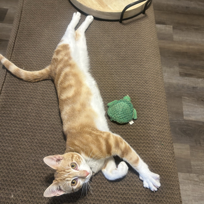Compassionate Cat Sitter In Winston