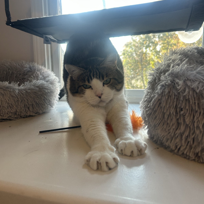 Compassionate Cat Sitter In Winston