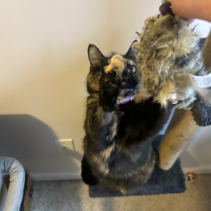Compassionate Cat Sitter In Winston