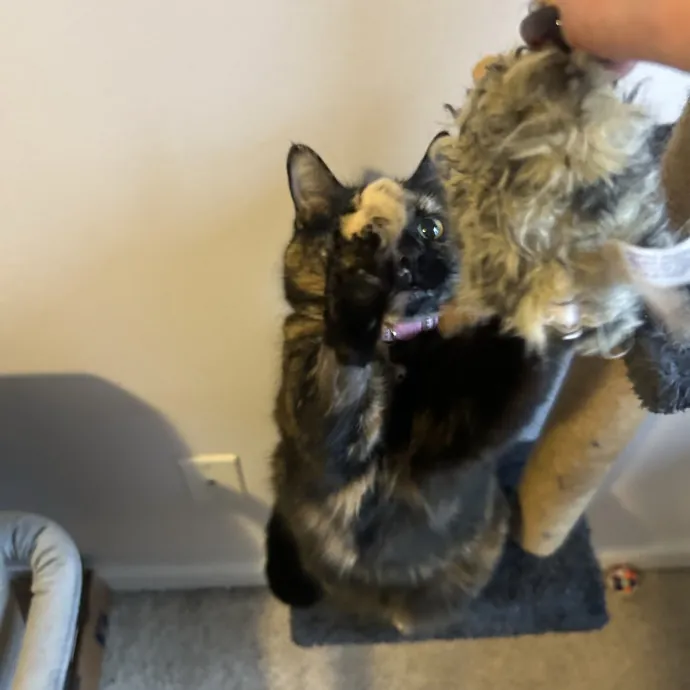 Compassionate Cat Sitter In Winston
