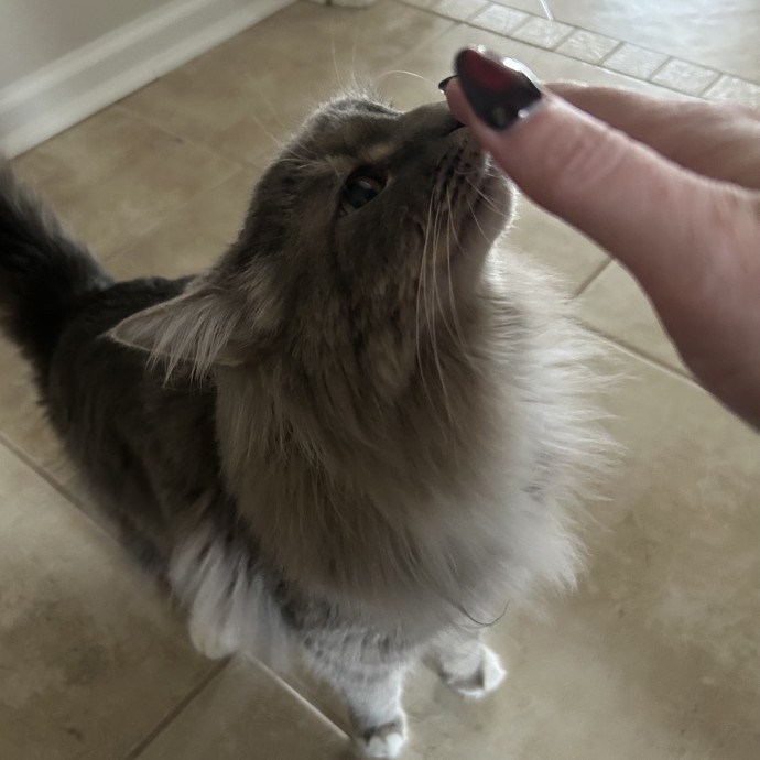 Compassionate Cat Sitter In Winston
