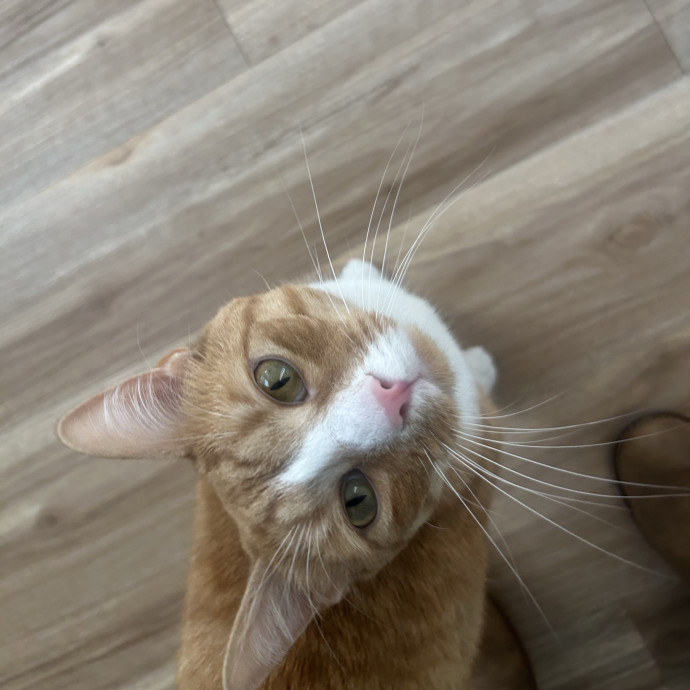 Compassionate Cat Sitter In Winston