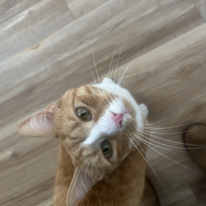Compassionate Cat Sitter In Winston