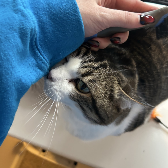 Compassionate Cat Sitter In Winston