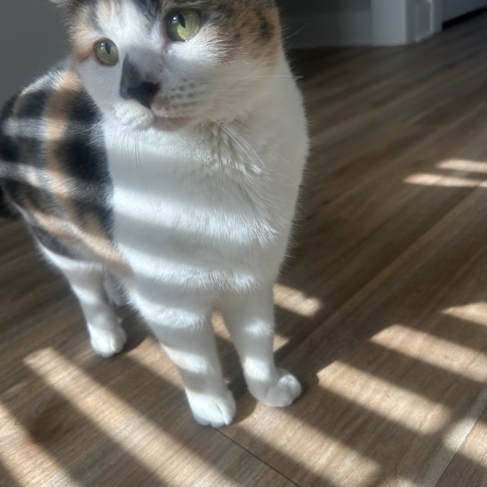 Compassionate Cat Sitter In Winston