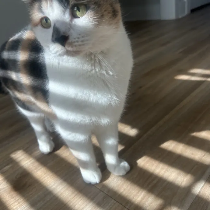 Compassionate Cat Sitter In Winston
