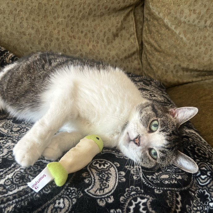 Compassionate Cat Sitter In Winston