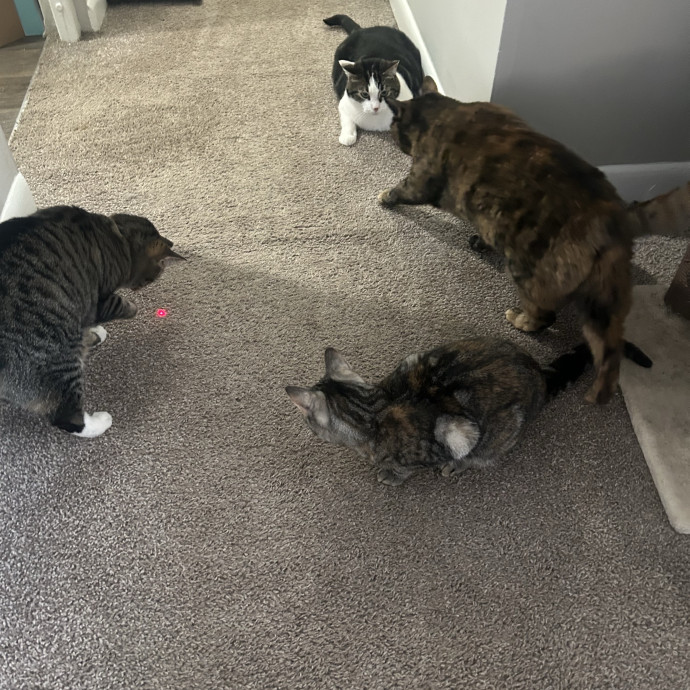 Compassionate Cat Sitter In Winston