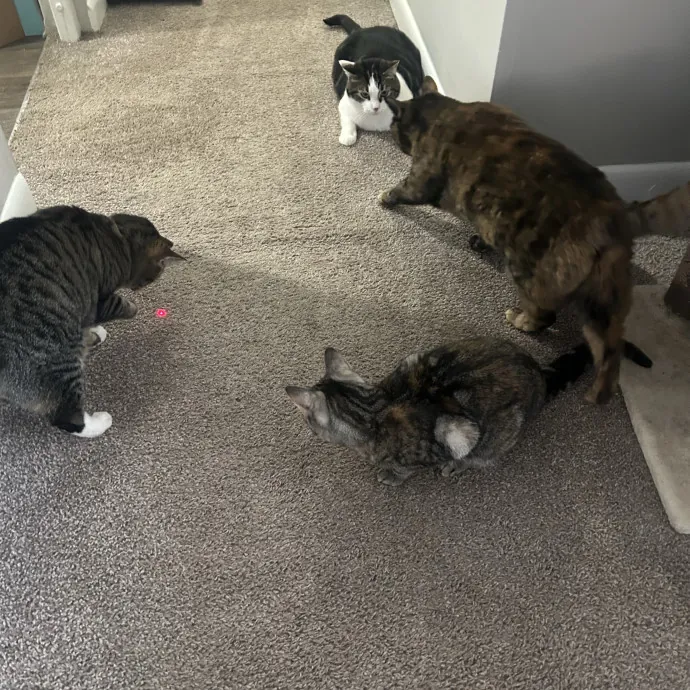 Compassionate Cat Sitter In Winston