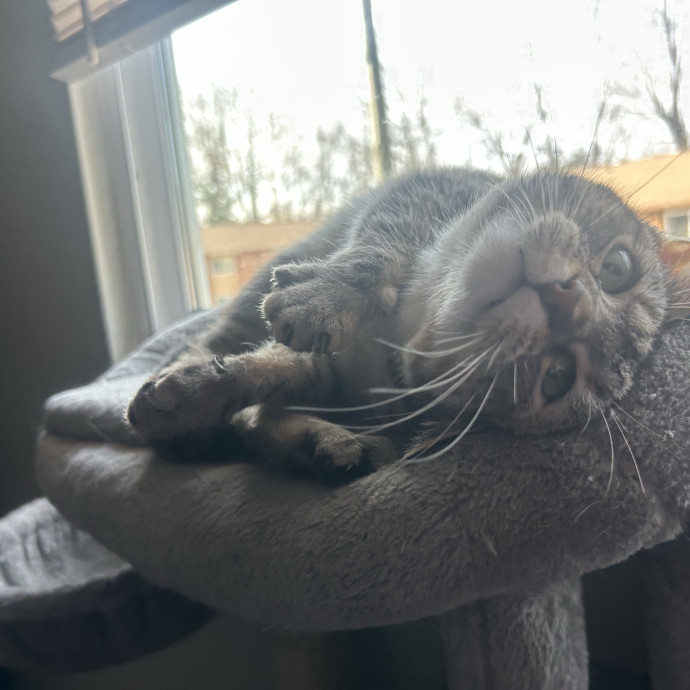 Compassionate Cat Sitter In Winston