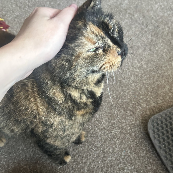 Compassionate Cat Sitter In Winston