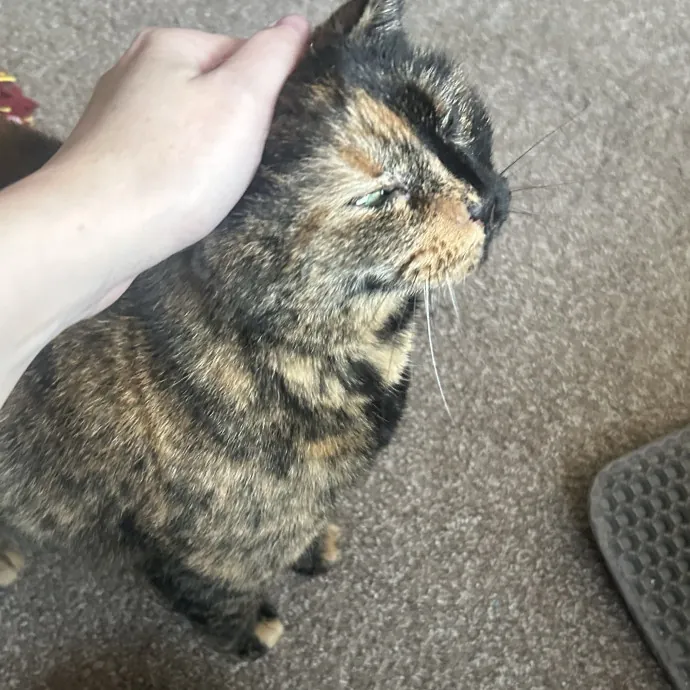 Compassionate Cat Sitter In Winston
