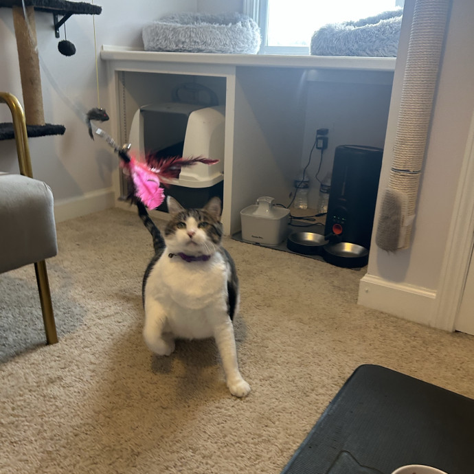 Compassionate Cat Sitter In Winston