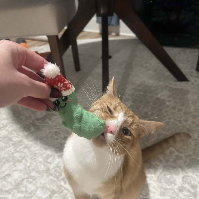 Compassionate Cat Sitter In Winston