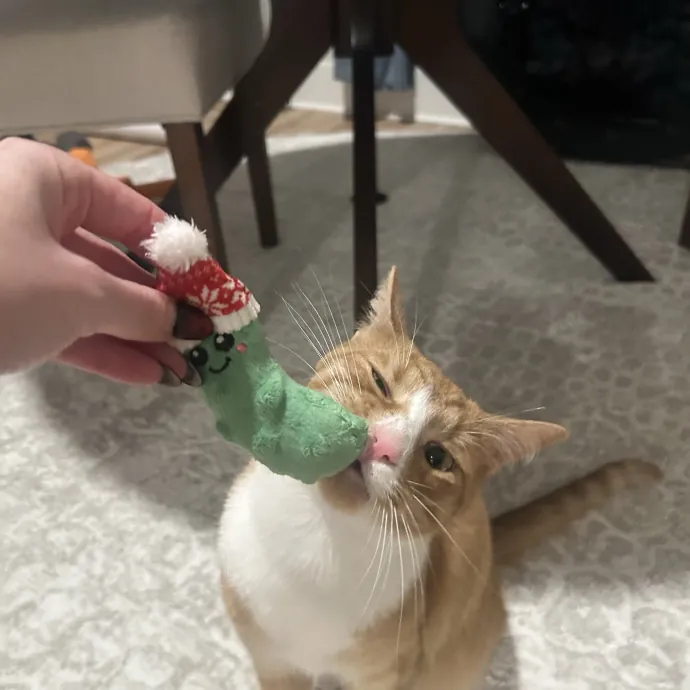 Compassionate Cat Sitter In Winston