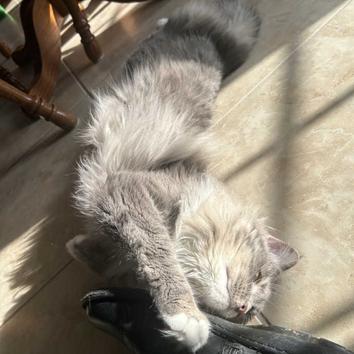 Compassionate Cat Sitter In Winston
