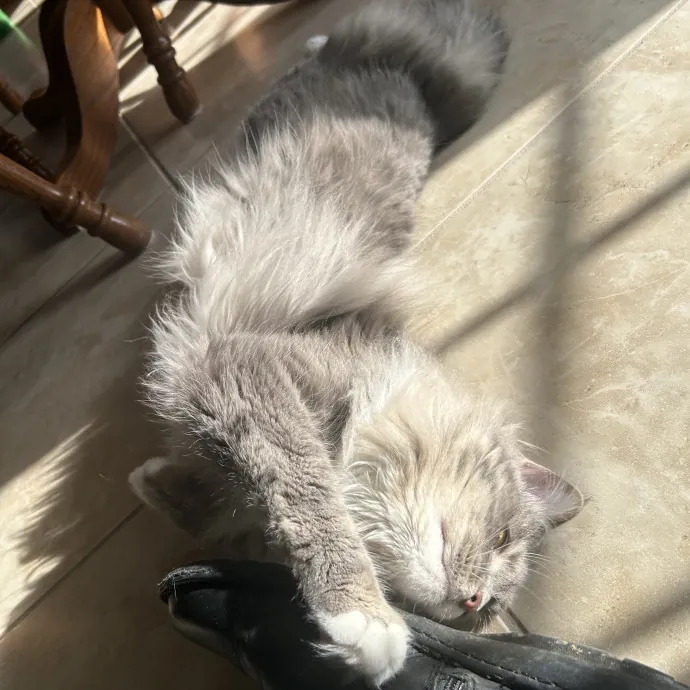 Compassionate Cat Sitter In Winston