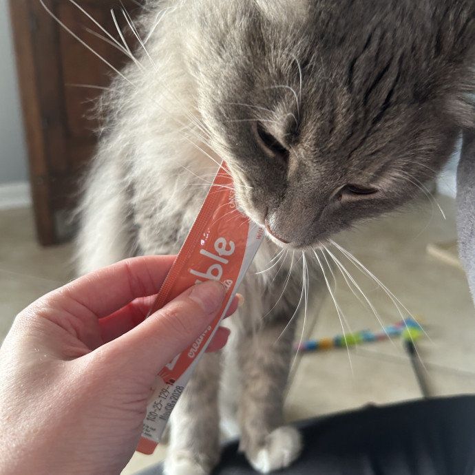 Compassionate Cat Sitter In Winston