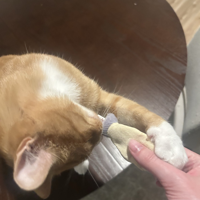 Compassionate Cat Sitter In Winston