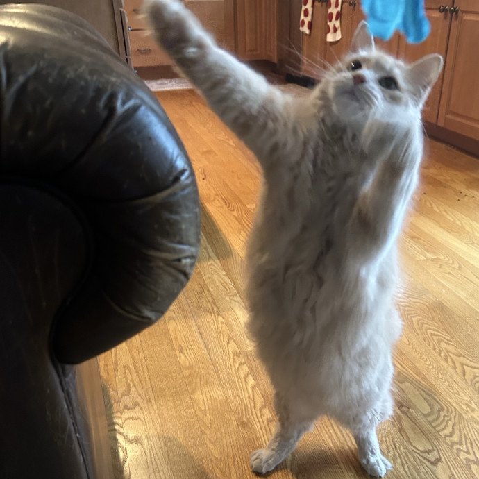 Compassionate Cat Sitter In Winston
