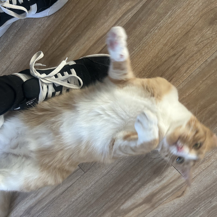 Compassionate Cat Sitter In Winston