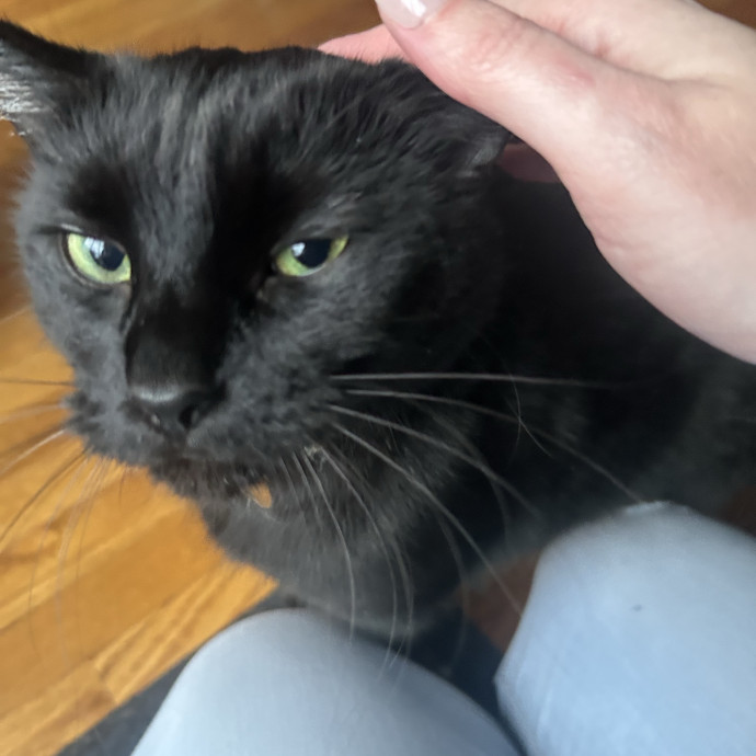 Compassionate Cat Sitter In Winston