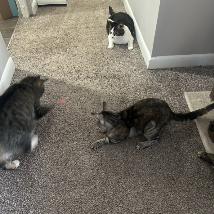 Compassionate Cat Sitter In Winston