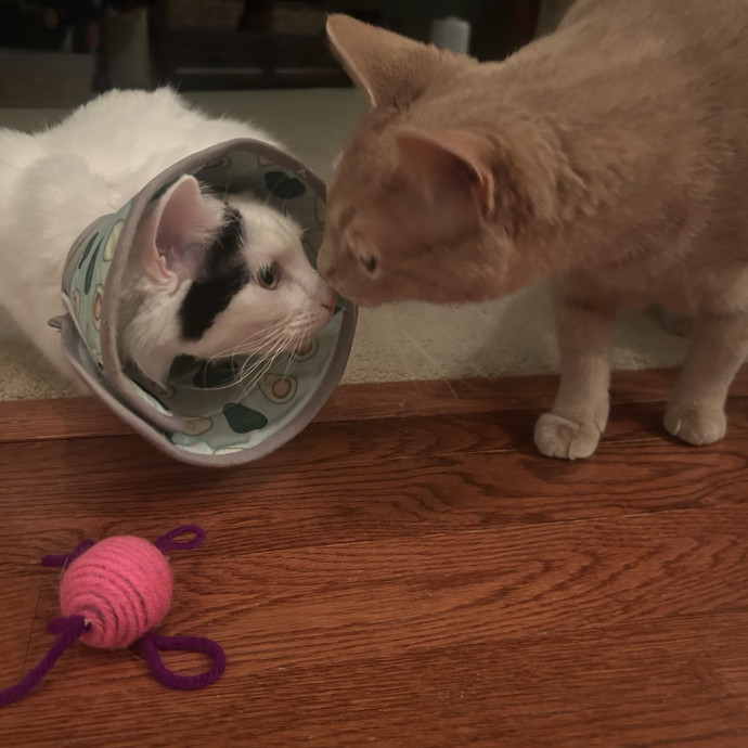 Compassionate Cat Sitter In Winston