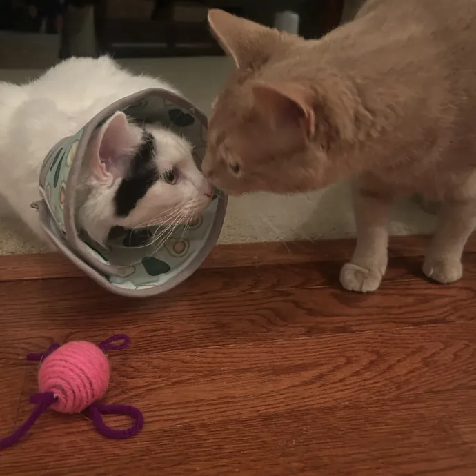 Compassionate Cat Sitter In Winston