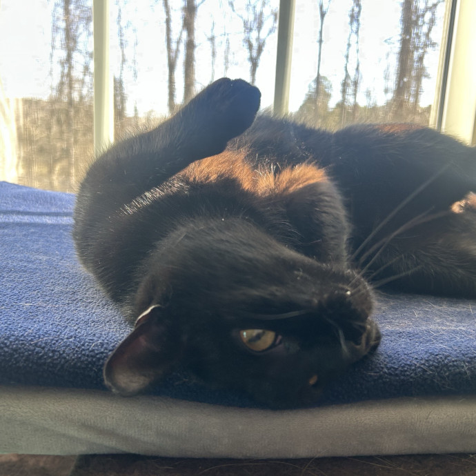 Compassionate Cat Sitter In Winston