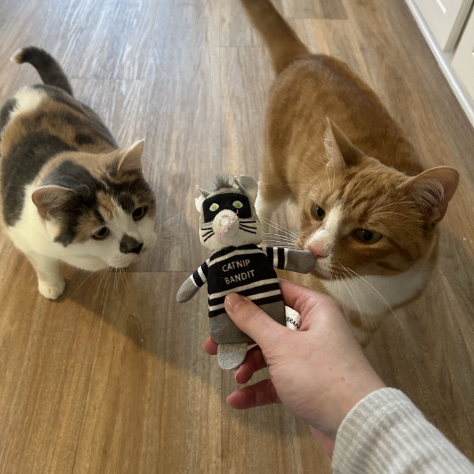 Compassionate Cat Sitter In Winston