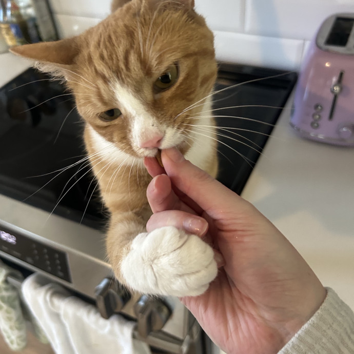 Compassionate Cat Sitter In Winston