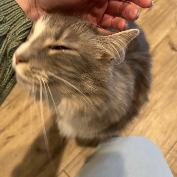 Compassionate Cat Sitter In Winston
