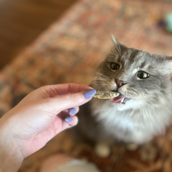 Compassionate Cat Sitter In Winston