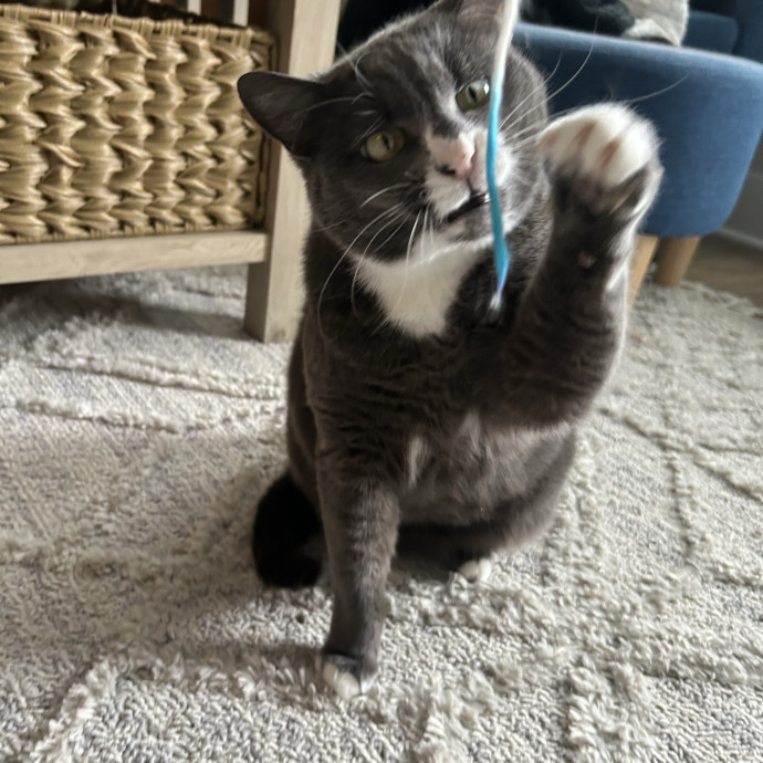 Compassionate Cat Sitter In Winston