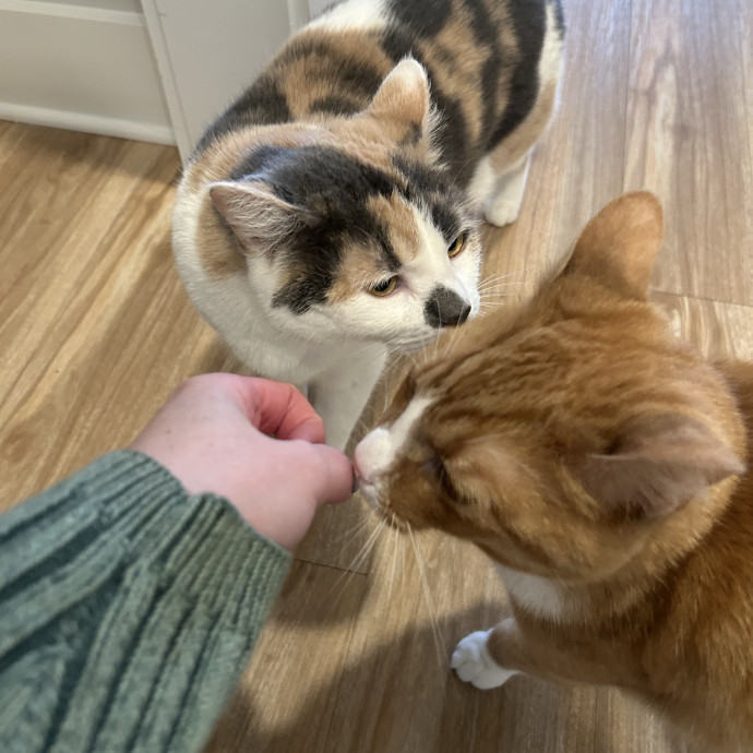 Compassionate Cat Sitter In Winston