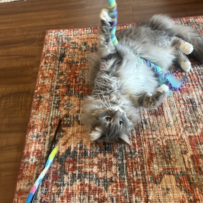 Compassionate Cat Sitter In Winston