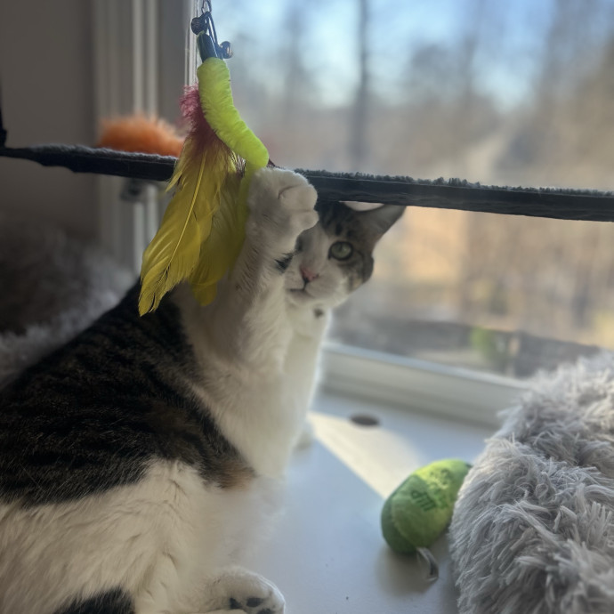 Compassionate Cat Sitter In Winston