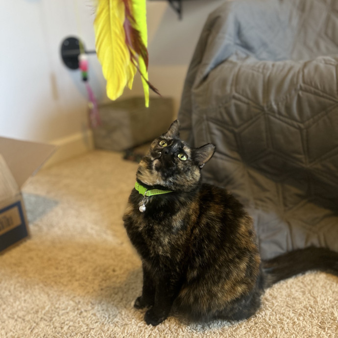 Compassionate Cat Sitter In Winston