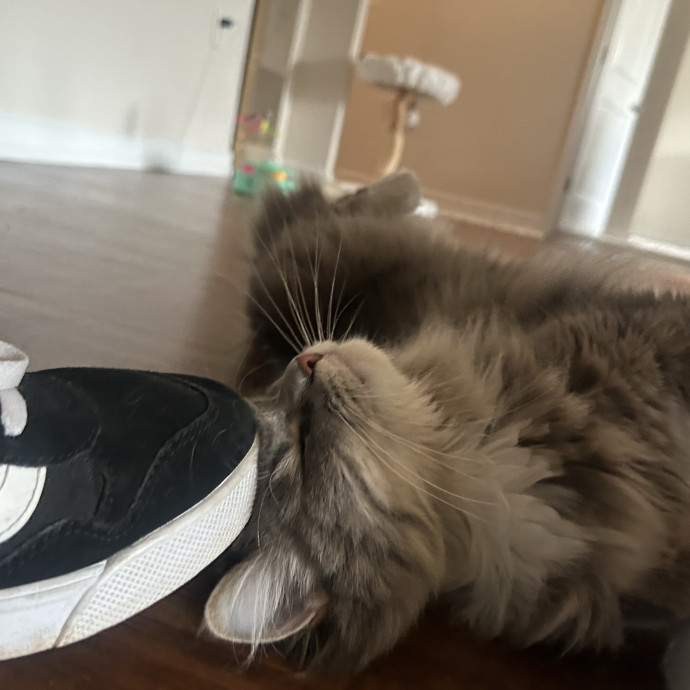 Compassionate Cat Sitter In Winston
