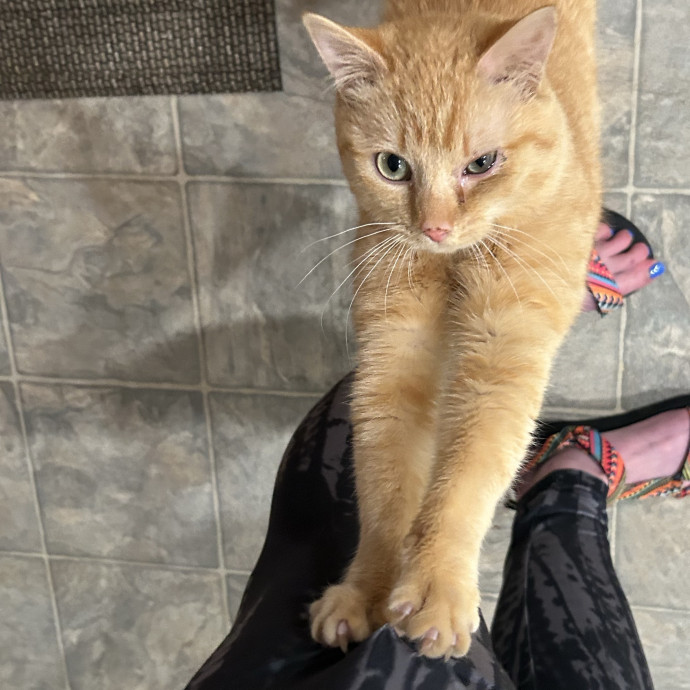 Compassionate Cat Sitter In Winston