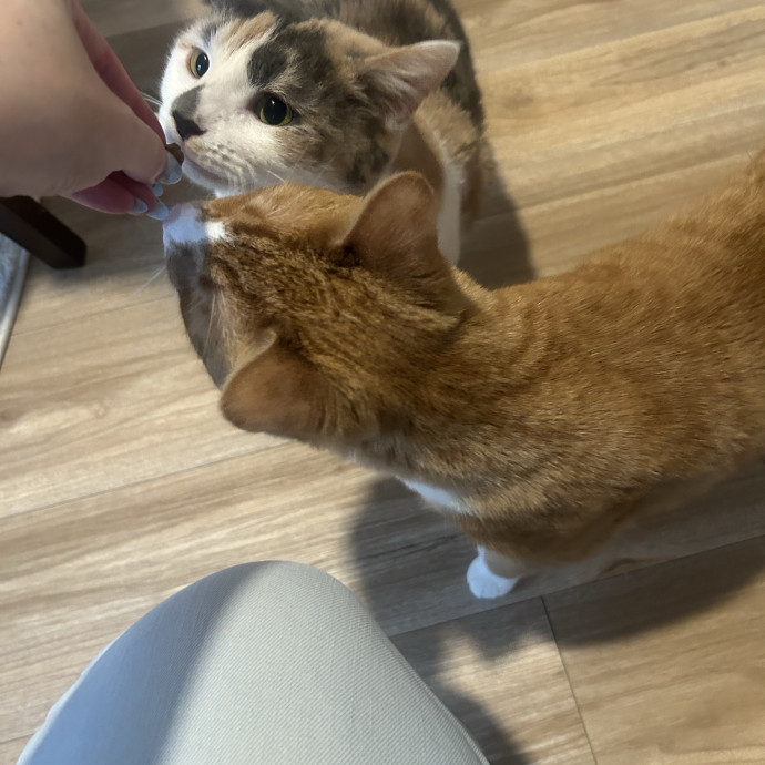 Compassionate Cat Sitter In Winston