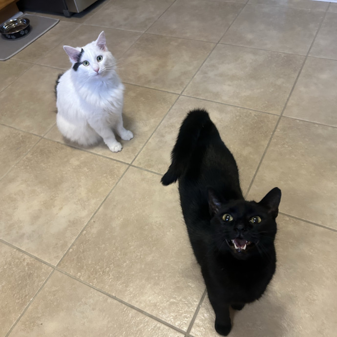 Compassionate Cat Sitter In Winston
