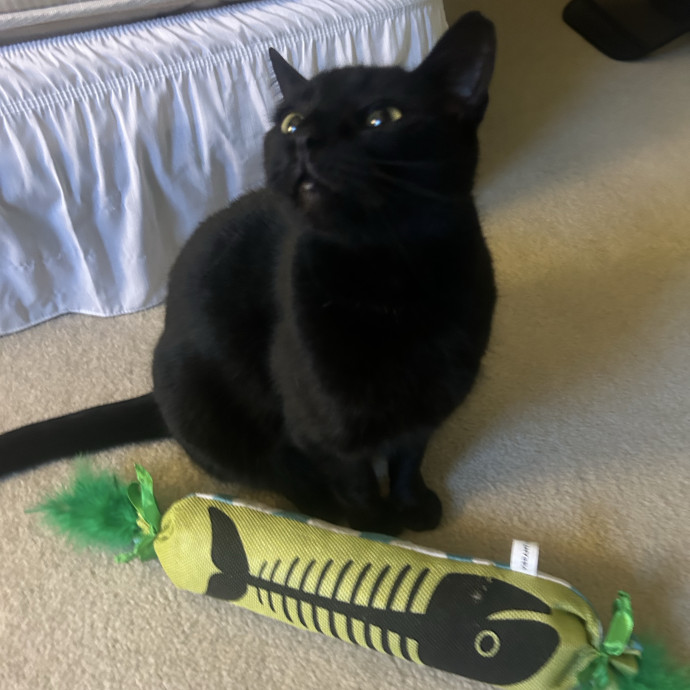 Compassionate Cat Sitter In Winston
