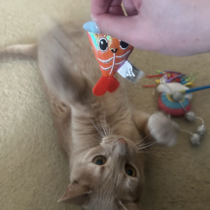 Compassionate Cat Sitter In Winston