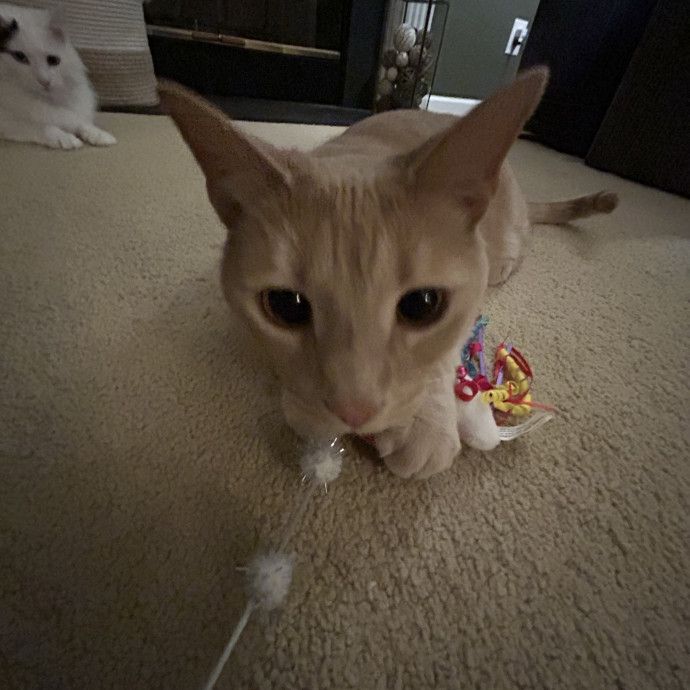 Compassionate Cat Sitter In Winston