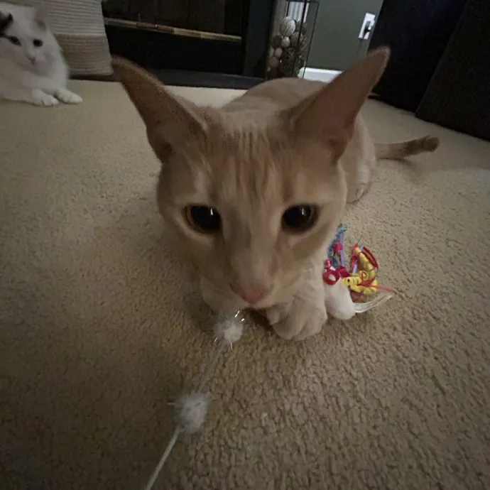Compassionate Cat Sitter In Winston