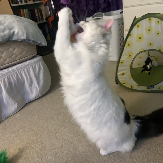 Compassionate Cat Sitter In Winston