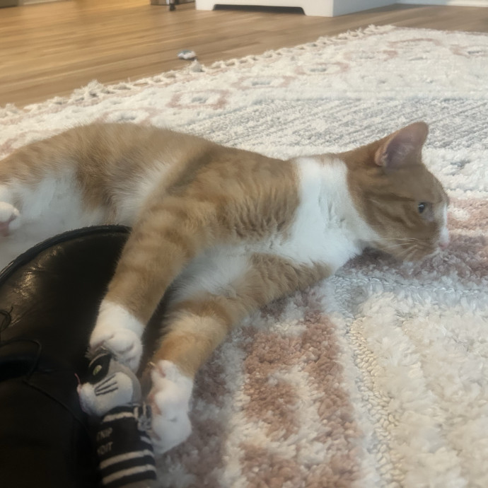 Compassionate Cat Sitter In Winston